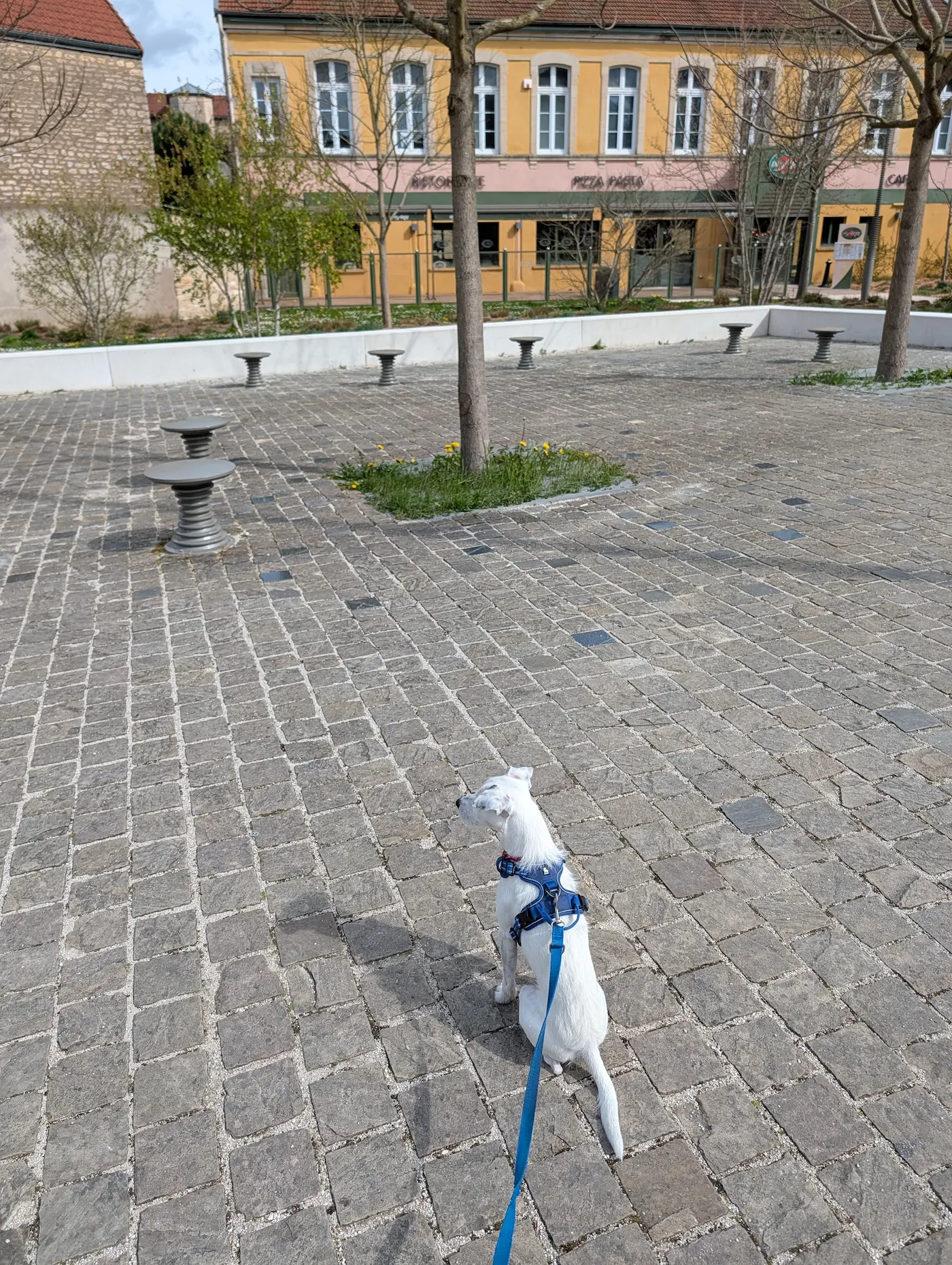 Mały piesek na starym rynku w Chaumont